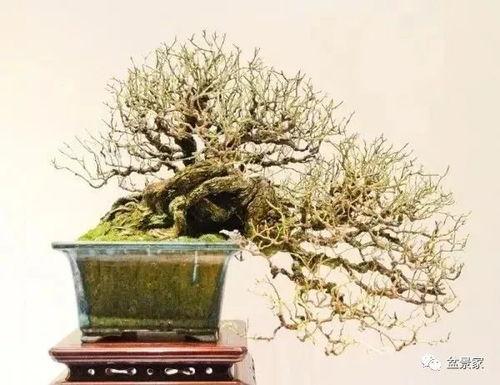 盆景修剪视频,视频教程精华回顾