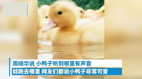 小黄鸭视频安装,轻松上手,体验趣味互动