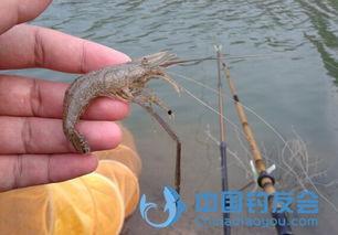 钓虾技巧视频,视频解析钓虾技巧全攻略