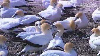 鬼父土豆视频,网络迷雾中的伦理争议与情感漩涡