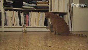 鬼父土豆视频,网络迷雾中的伦理争议与情感漩涡