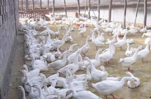 家鹅养殖视频