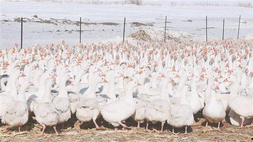 家鹅养殖视频