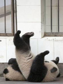 熊猫合作越狱视频,一场惊心动魄的合作逃脱