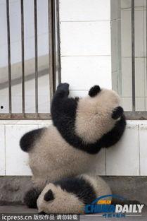 熊猫合作越狱视频,一场惊心动魄的合作逃脱