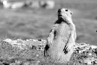 一只土拨鼠大叫的视频,萌态十足引网友热议