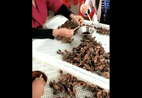 槟榔厂视频