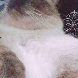 大脸猫视频
