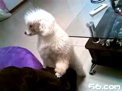狗抱腿视频,深情拥抱主人的感人瞬间