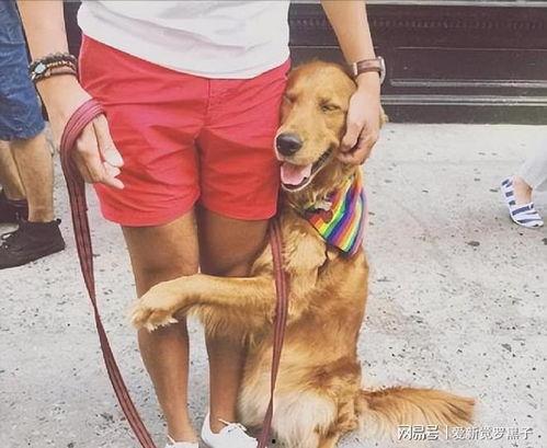 狗抱腿视频,深情拥抱主人的感人瞬间
